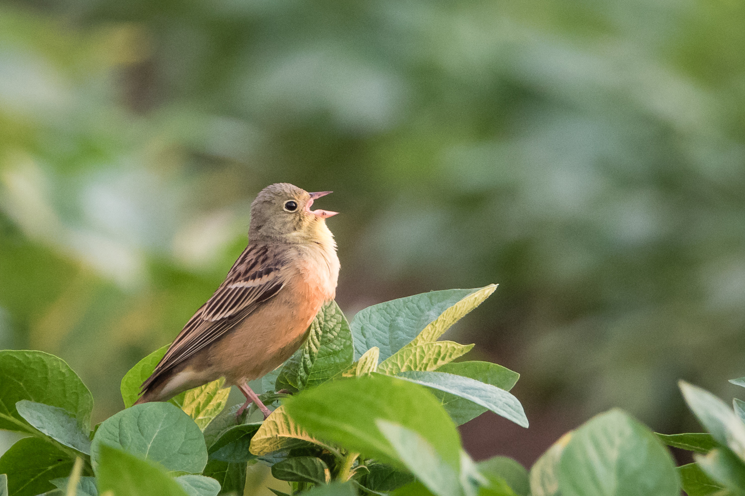 Ortolan im Kartoffelfeld