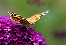Distelfalter