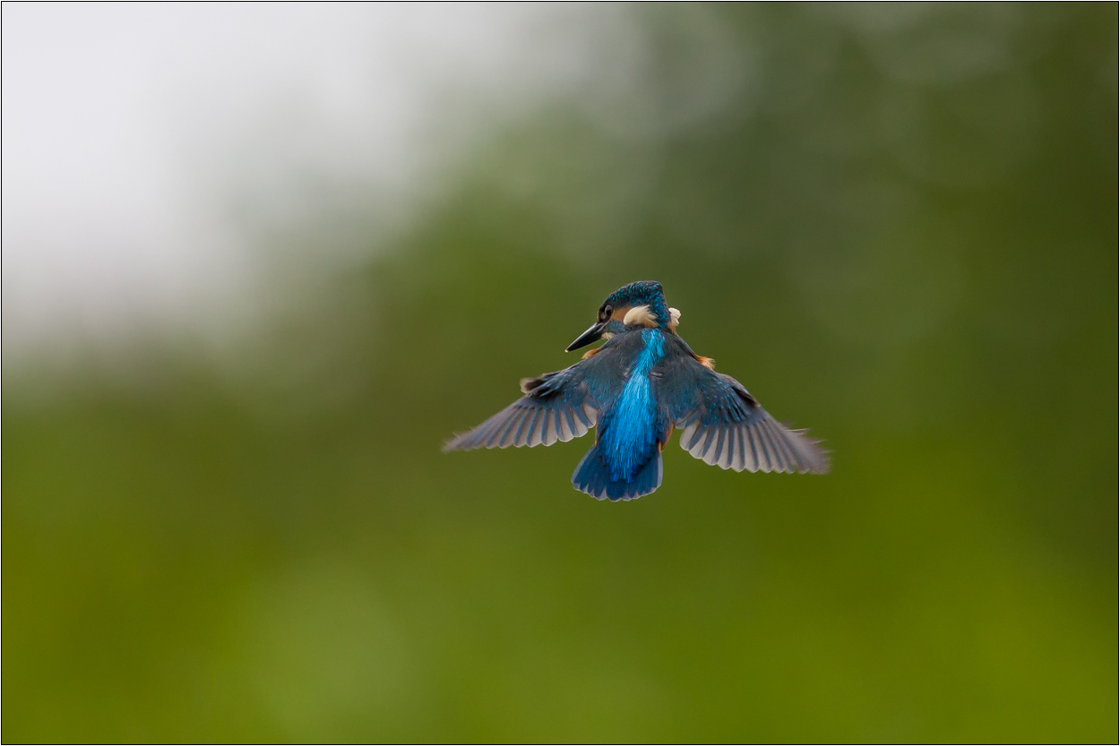 Rüttelflug ...