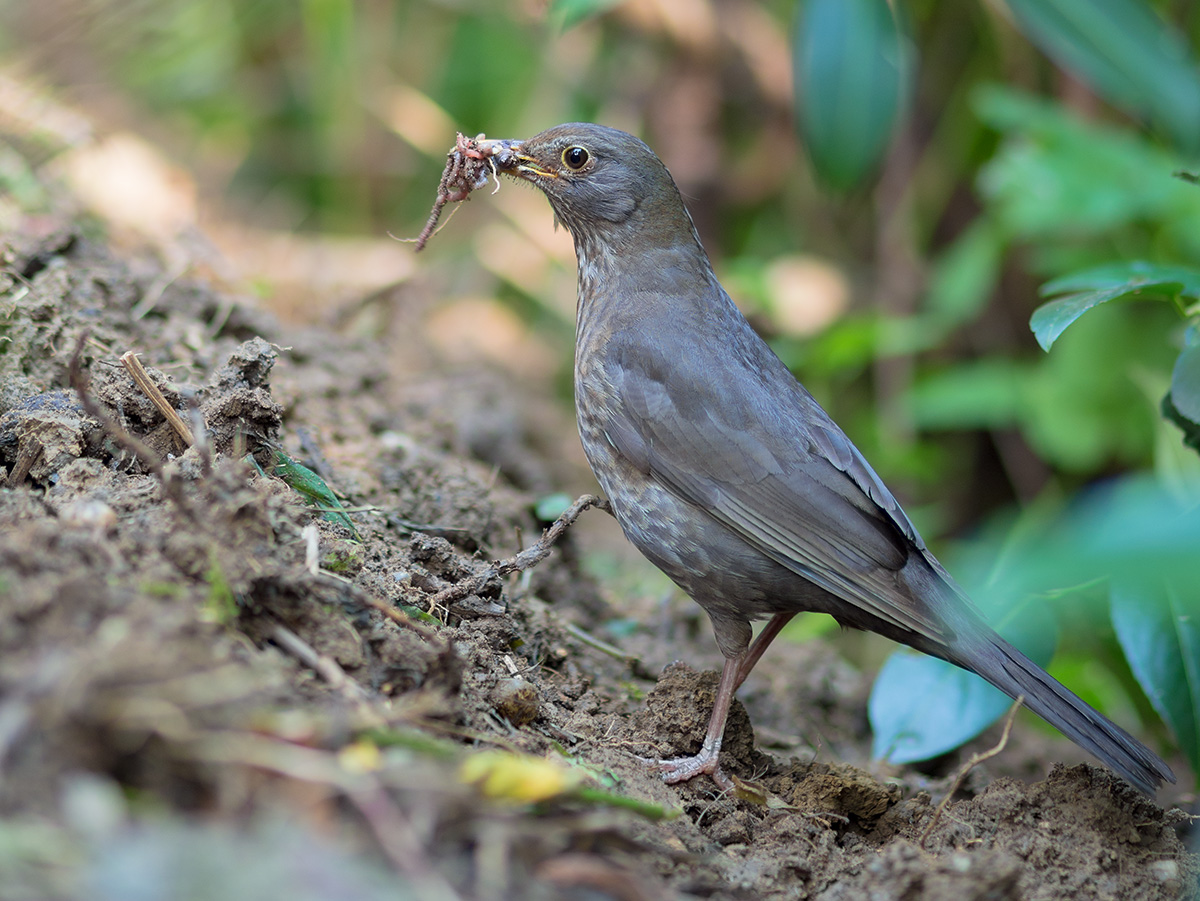 Amsel mit Beute