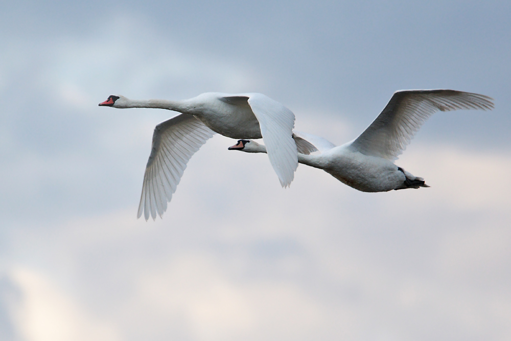 Höckerschwäne im Flug