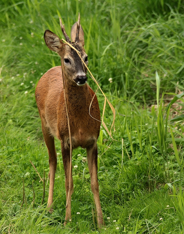 Geschmückter Bock