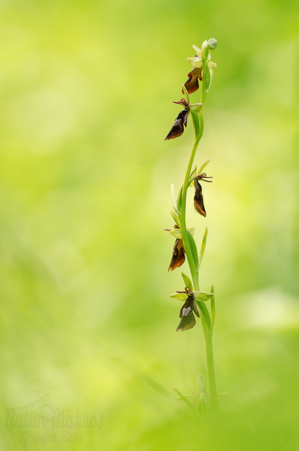 Ophrys insectifera