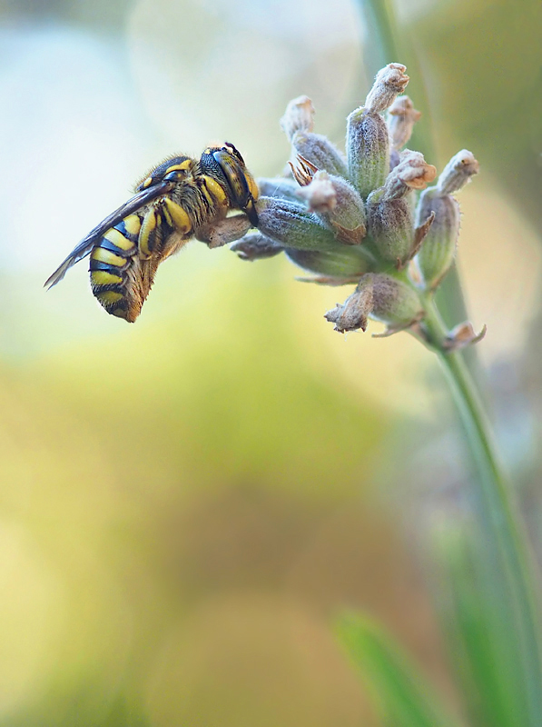 Anthidium florentinum schläft