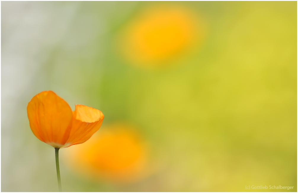 Islandmohn aus Schottland