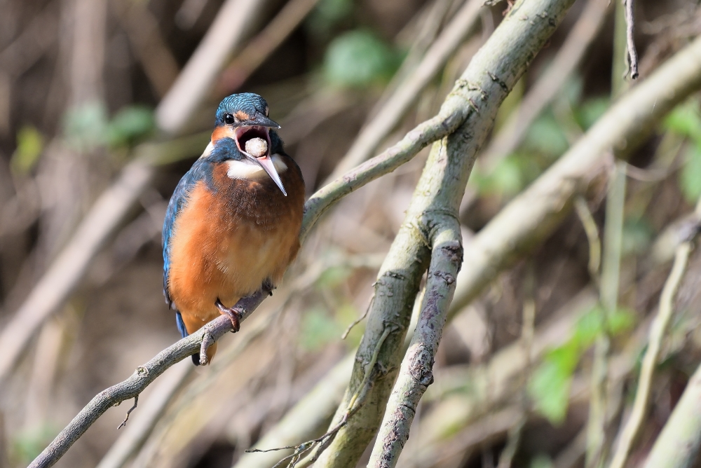 Eisvogel