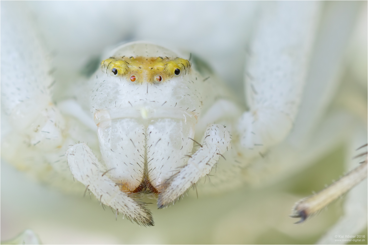 Veränderliche Krabbenspinne