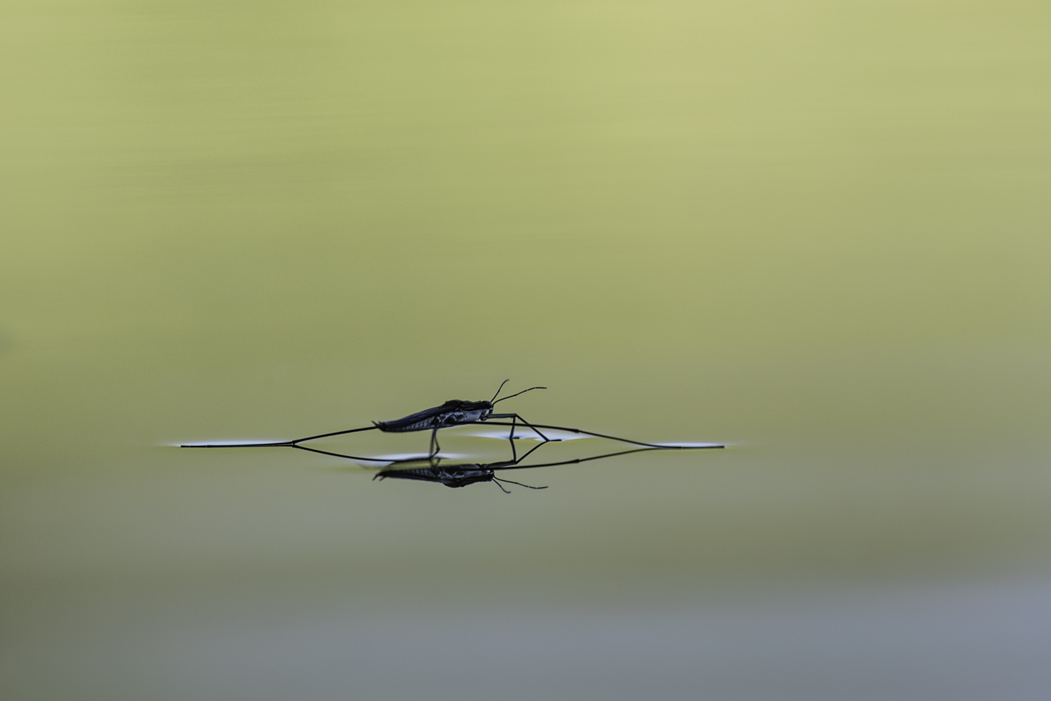 grosser Wasserläufer