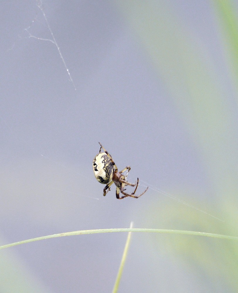 Spinne am Spinnen