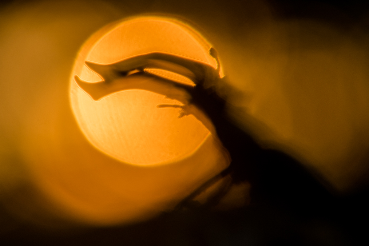 ~ Silhouette ~