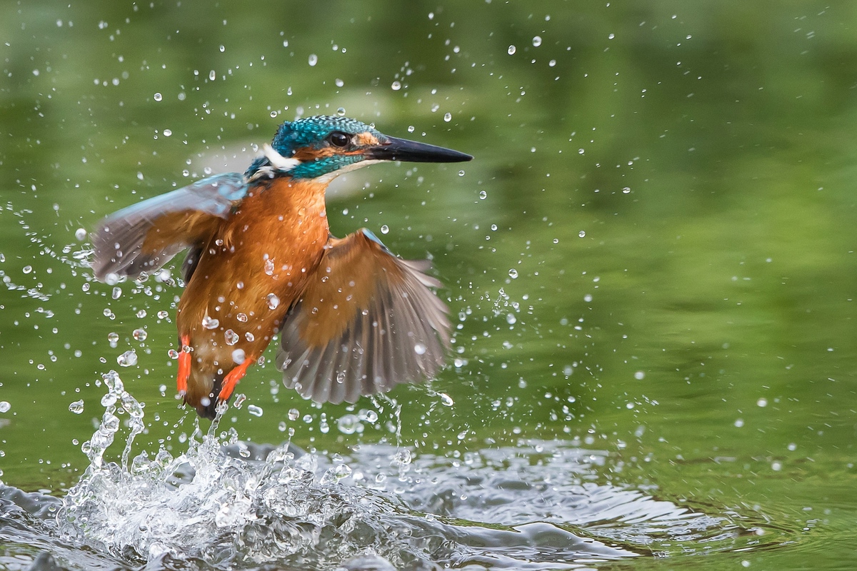 Phoenix aus dem Wasser