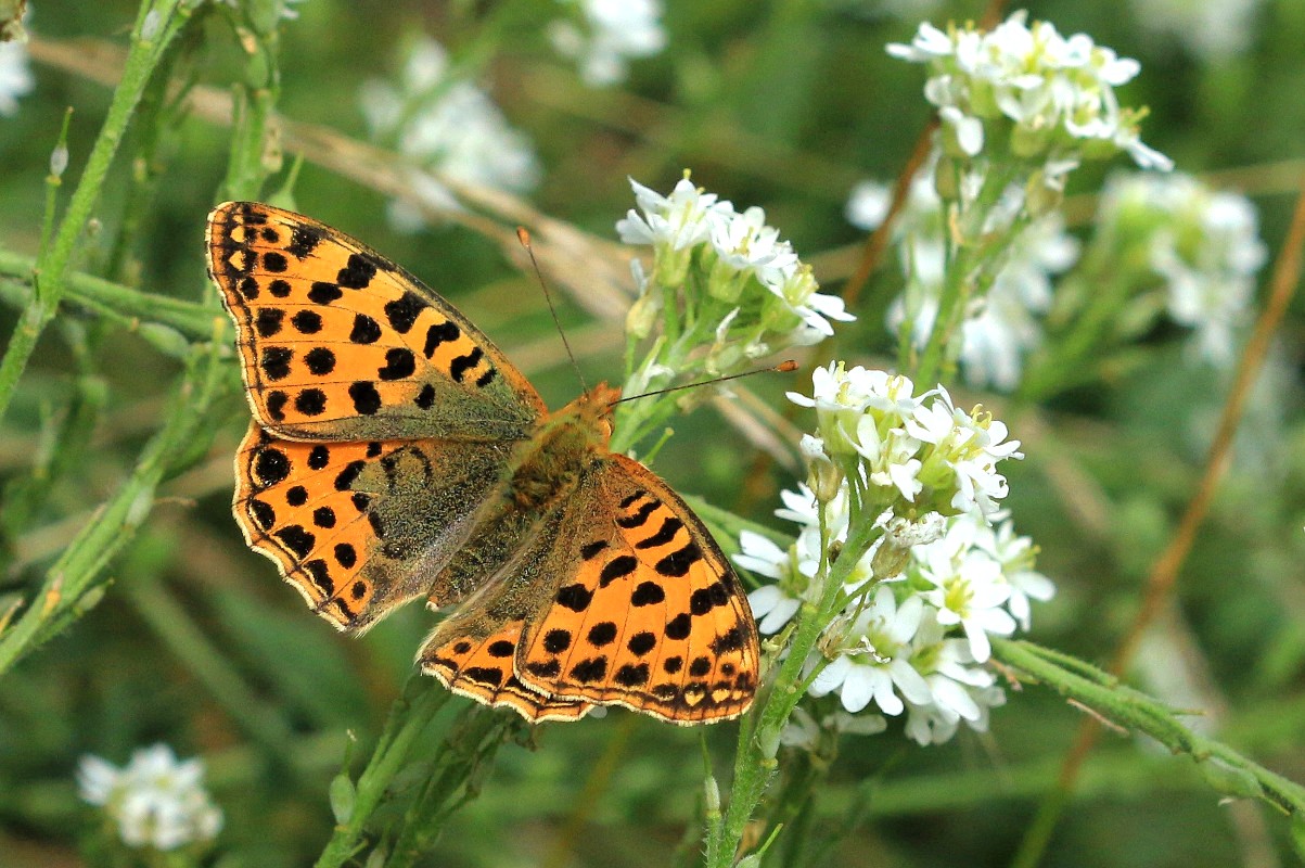 Gesichtet im Naturschutz-Park in Brandenburg