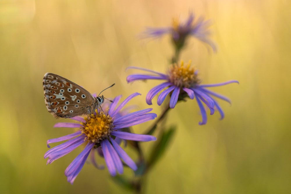 Silbergrüner Bläuling (Polyommatus coridon)