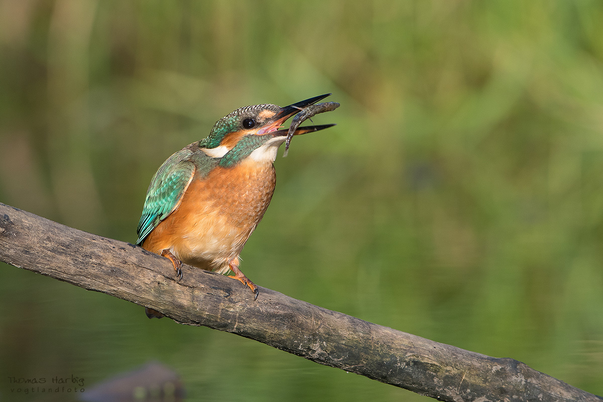 Erfolgreicher Jungvogel