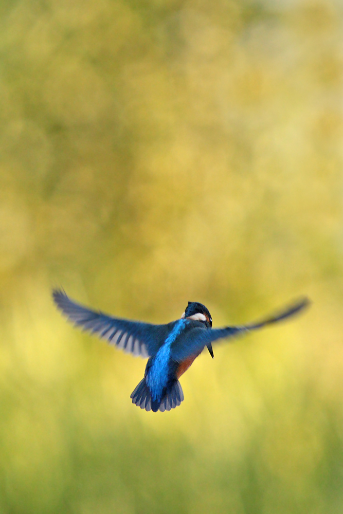 Eisvogel