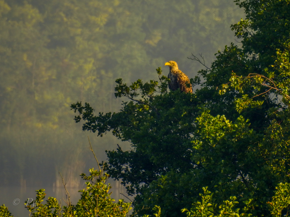 Seeadler