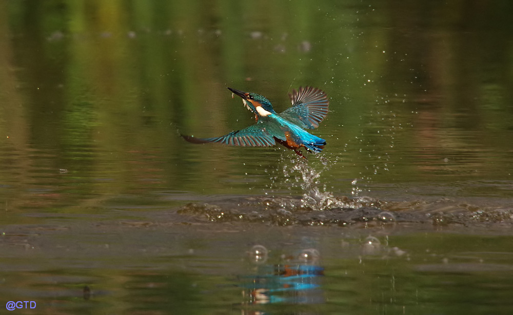 Eisvogel