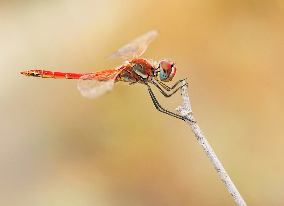 Sympetrum fonscolombii klassisch