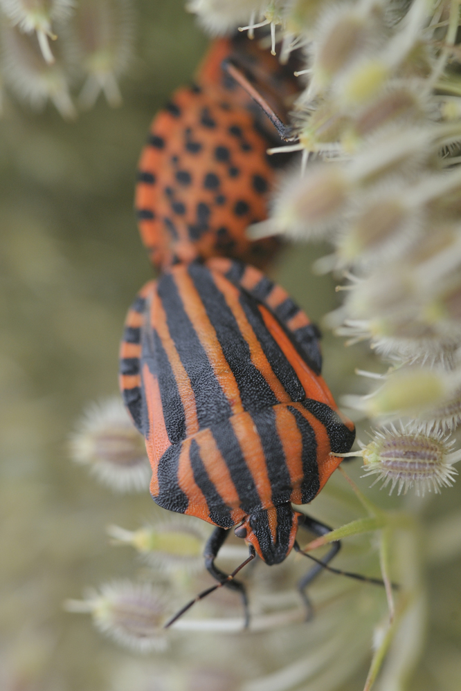 Streifenwanze (Graphosoma lineatum)