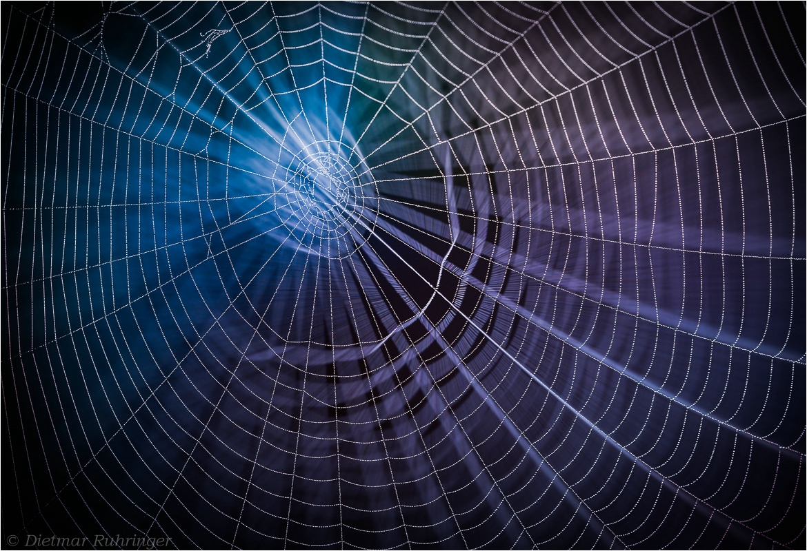 *Spiderweb*
