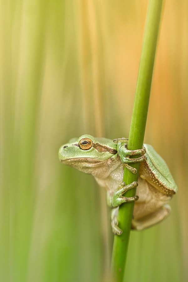 Laubfrosch