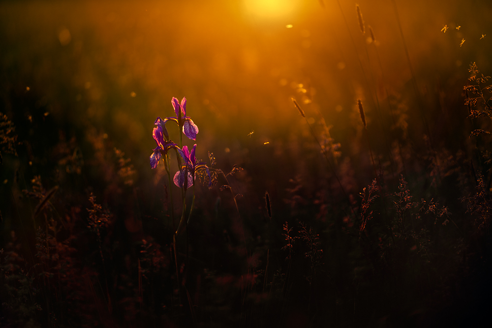 Tanz um Sibirica