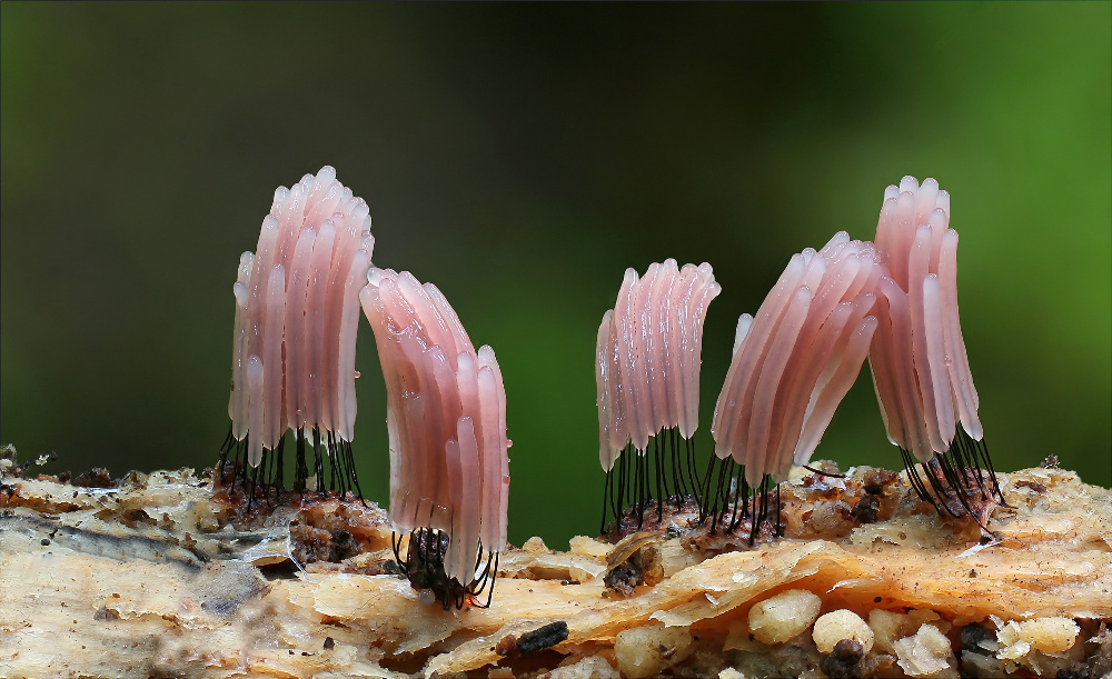 Dunkles Fadenkeulchen (Stemonitis fusca)