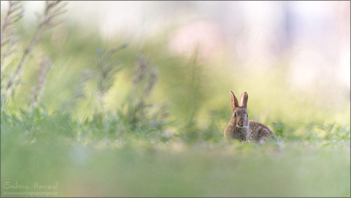 ~ Wildkaninchen in Pastell ~