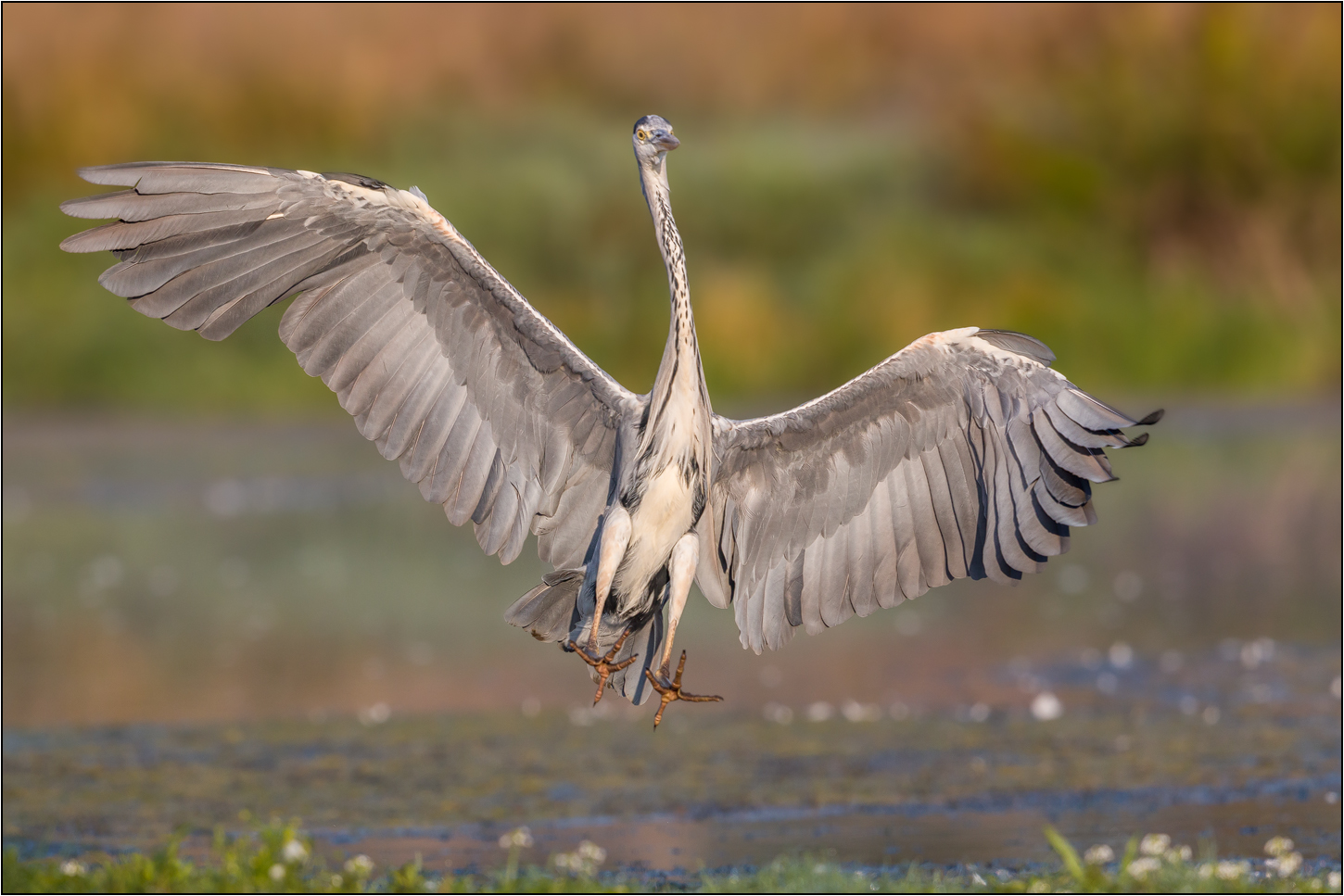 Landeanflug ....