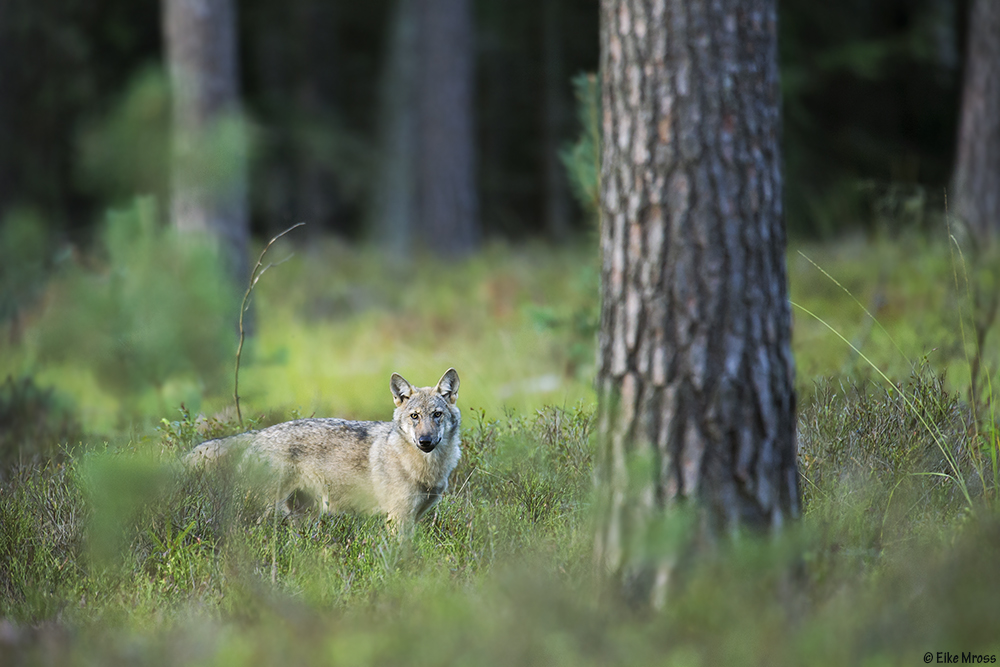 Wolf im Kiefernwald