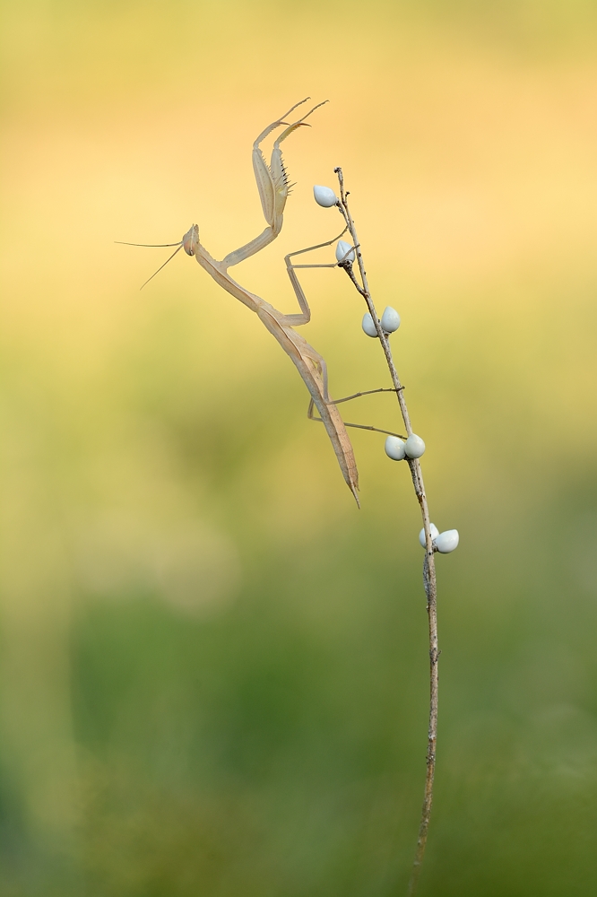 Mantis Religiosa