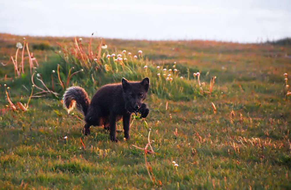 Pinkelpuffinpolarfuchs