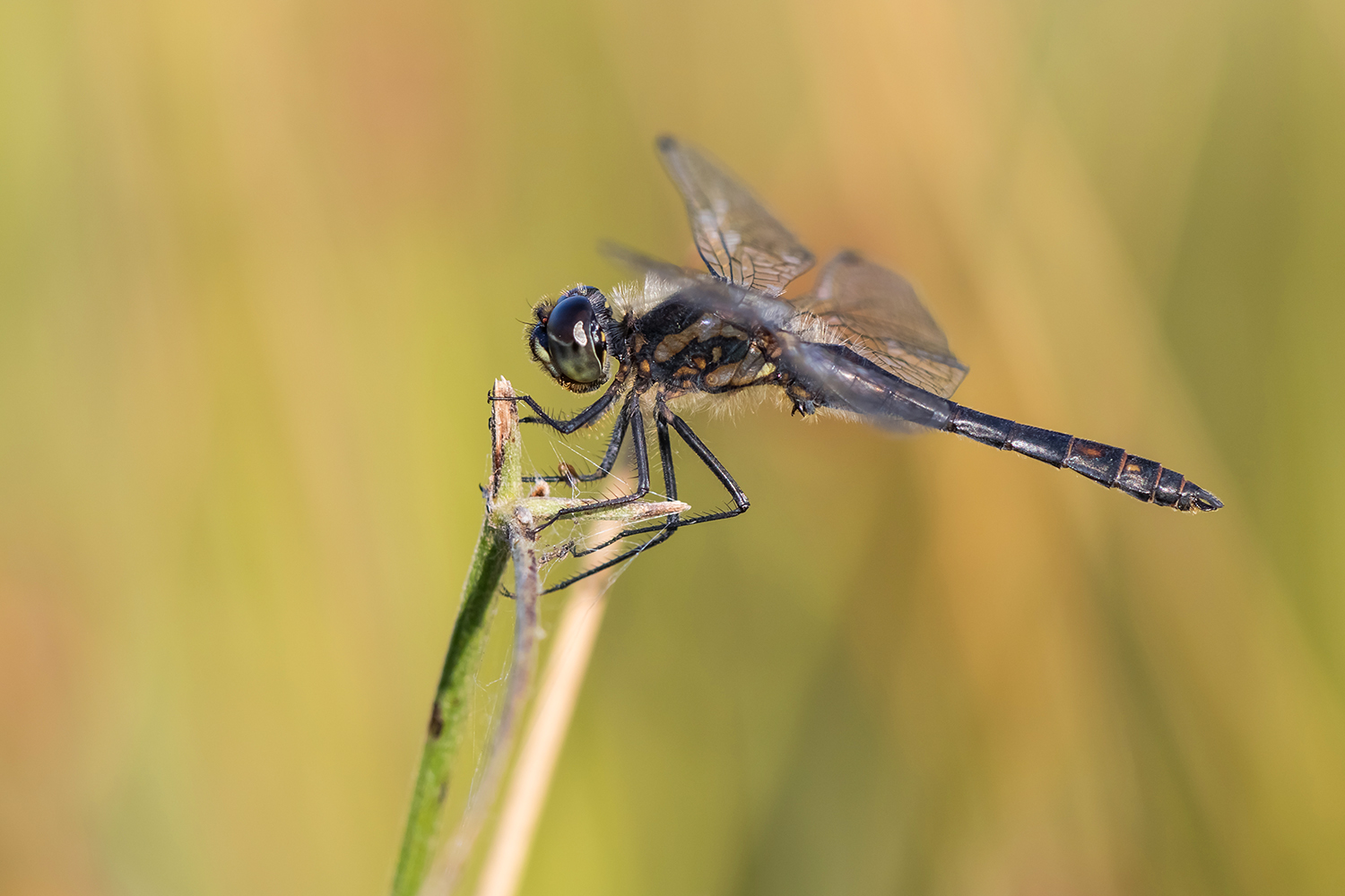 Schwarze Heidelibelle