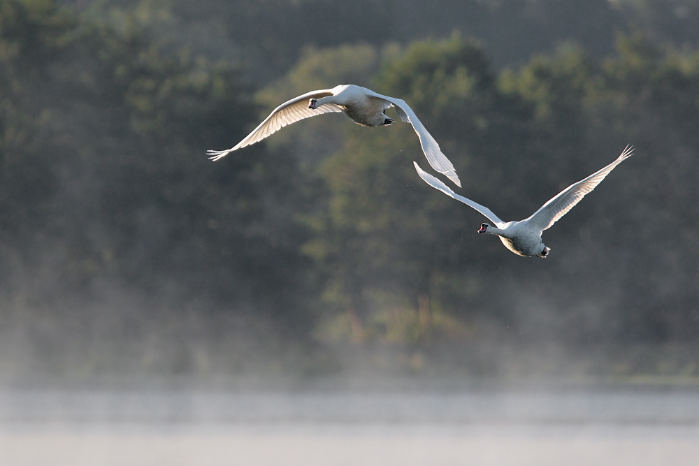 Höckerschwäne im Flug