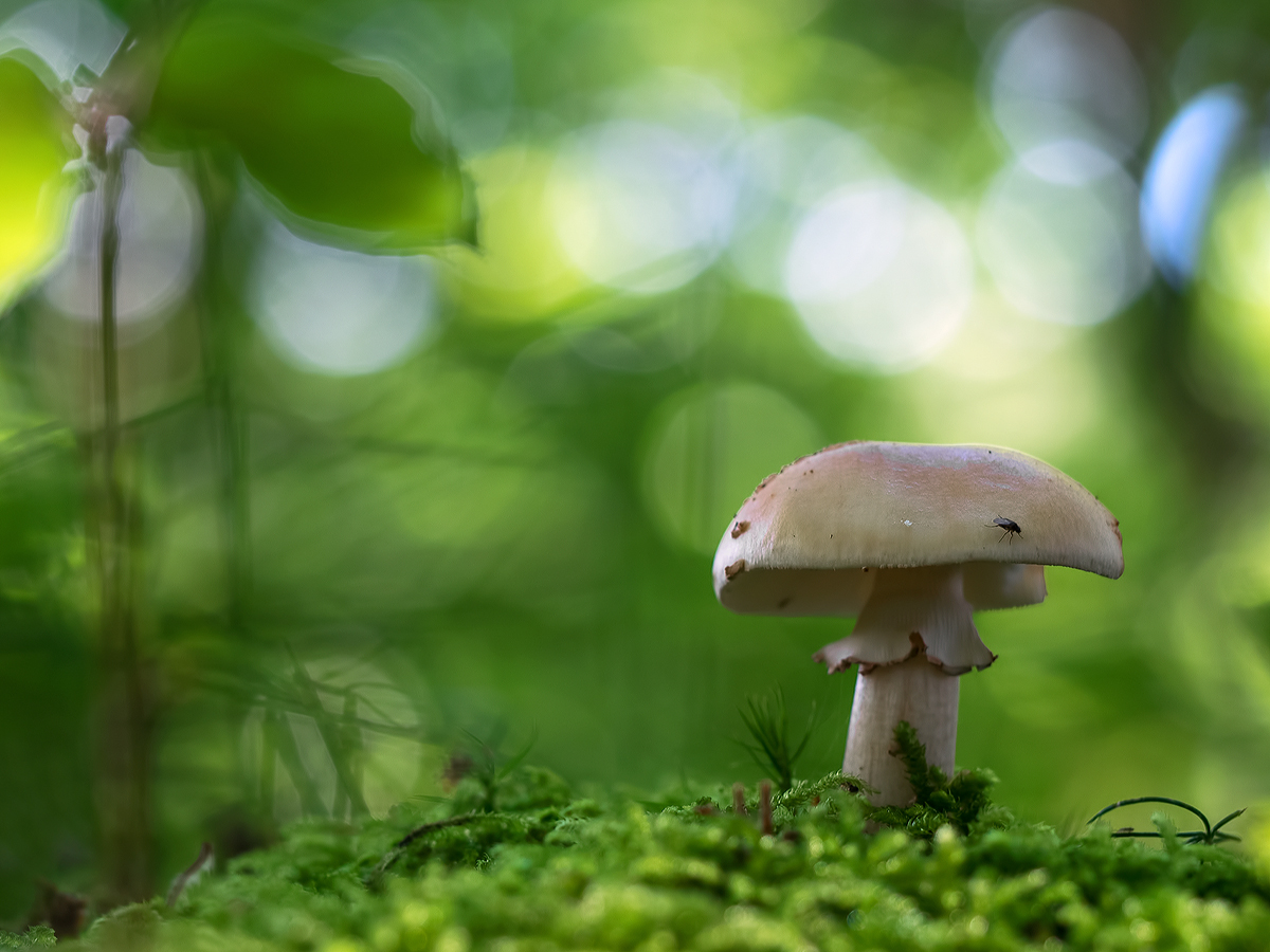 Perpilz, Amanita rubescens