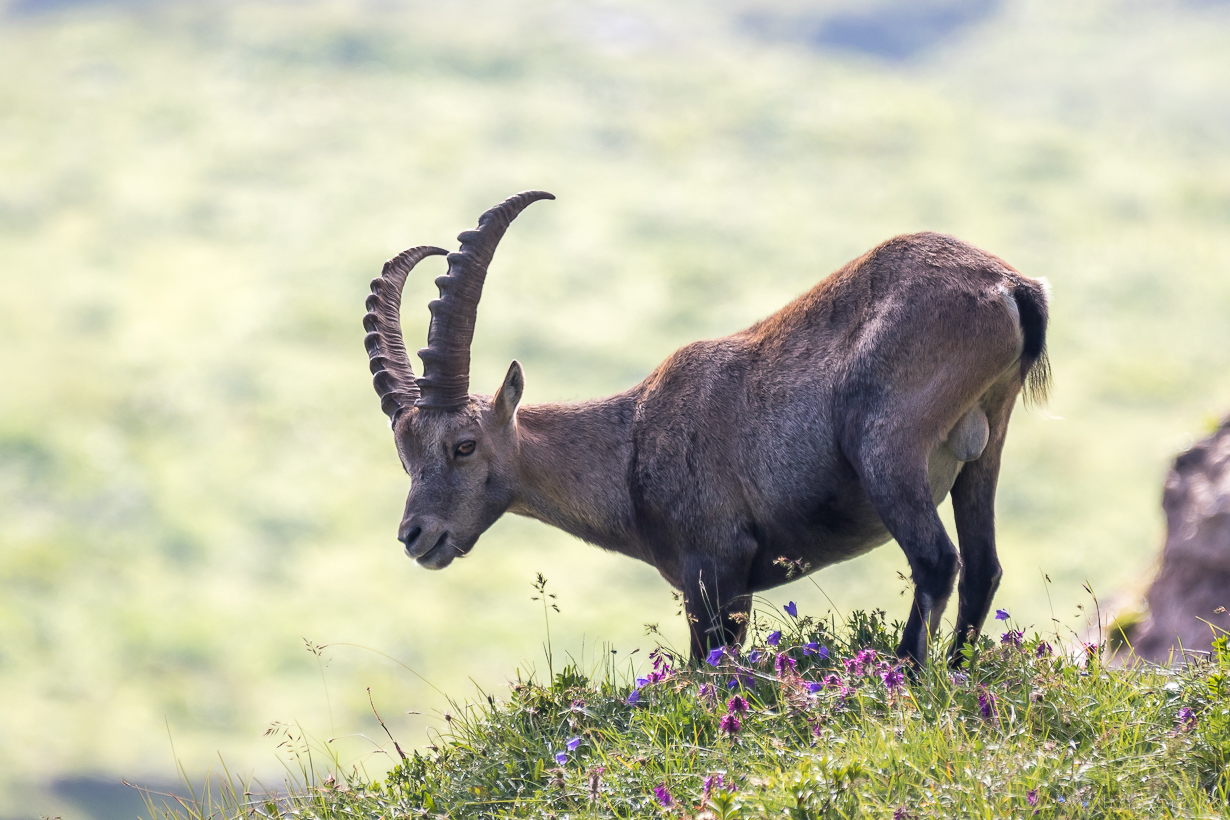 Alpensteinbock