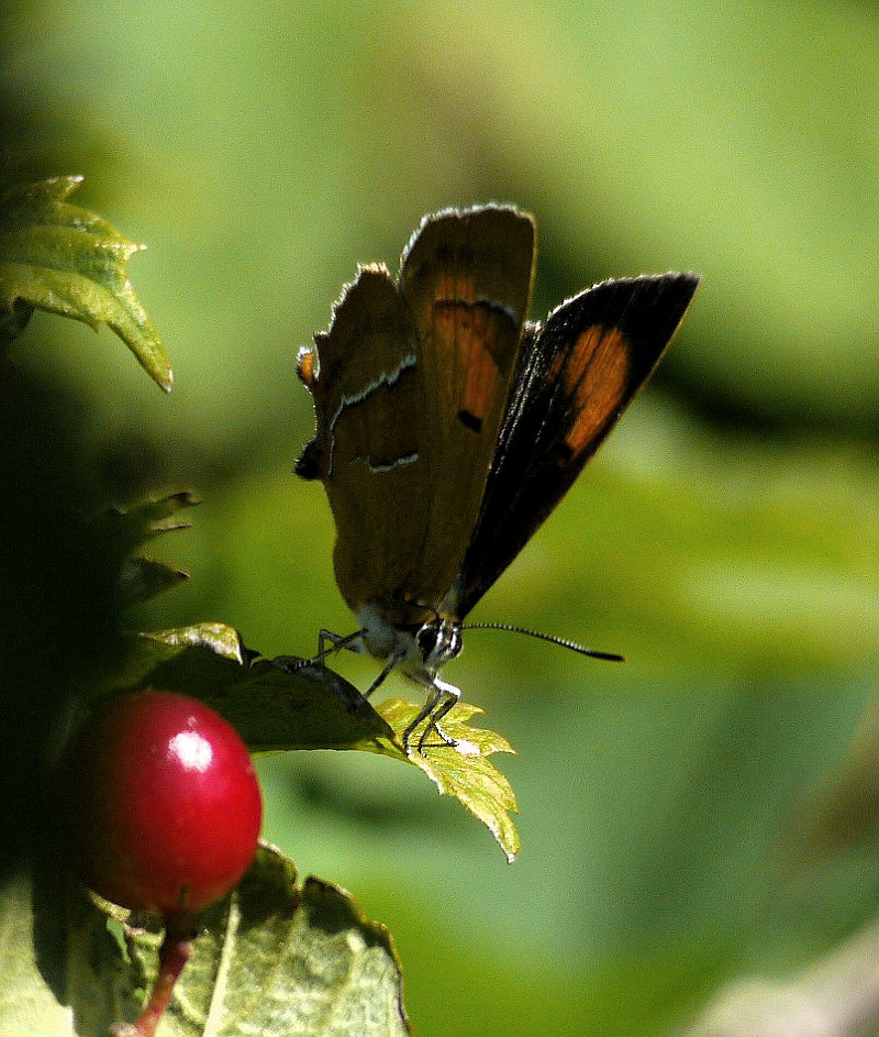 Der Falter und die Beere