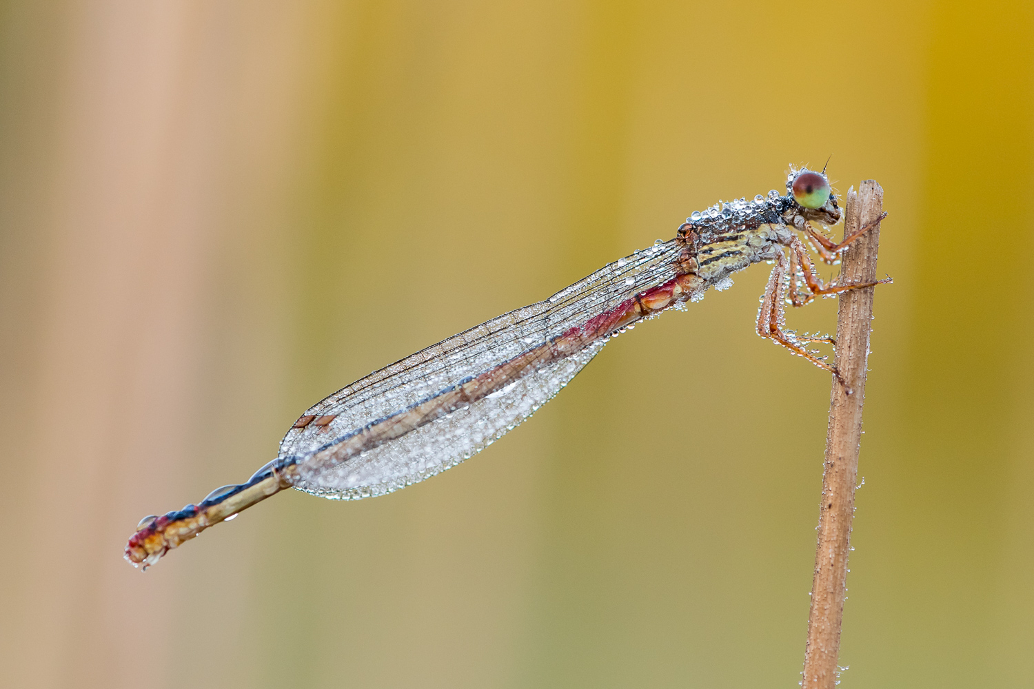 Scharlachlibelle am Morgen
