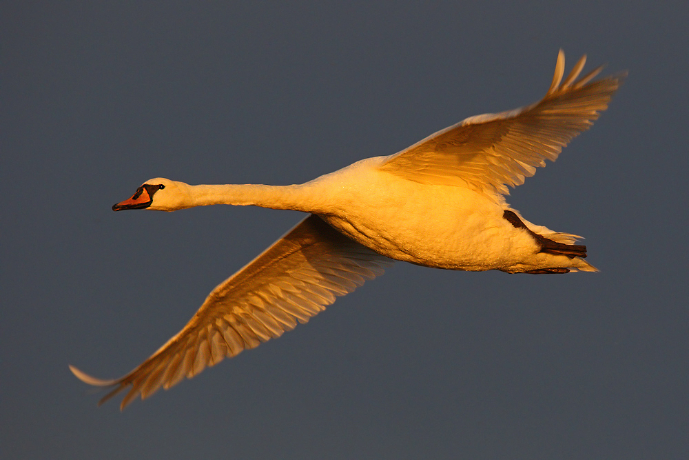 Höckerschwan