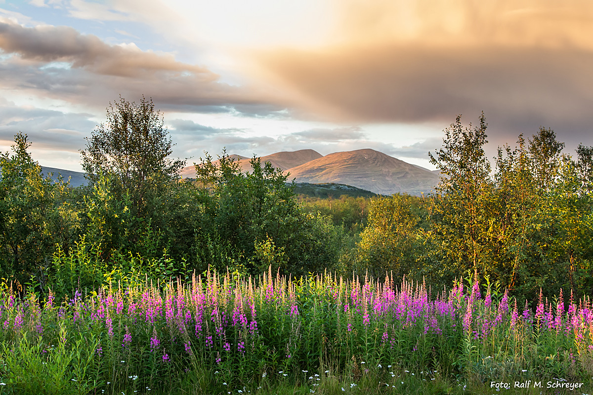 Abendstimmung im Stordalens Naturreservat