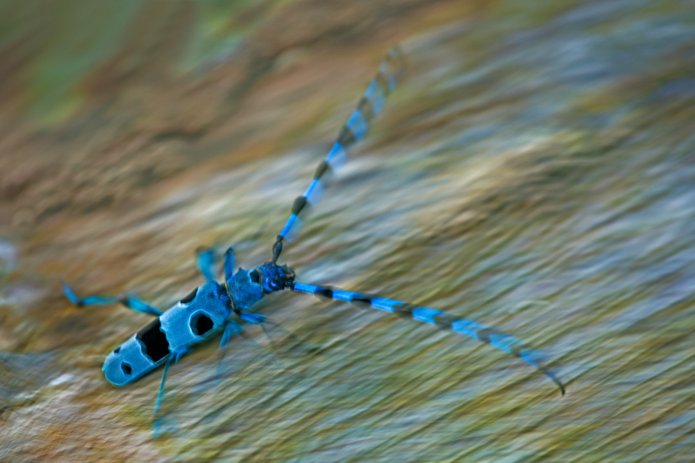Der blaue Raser