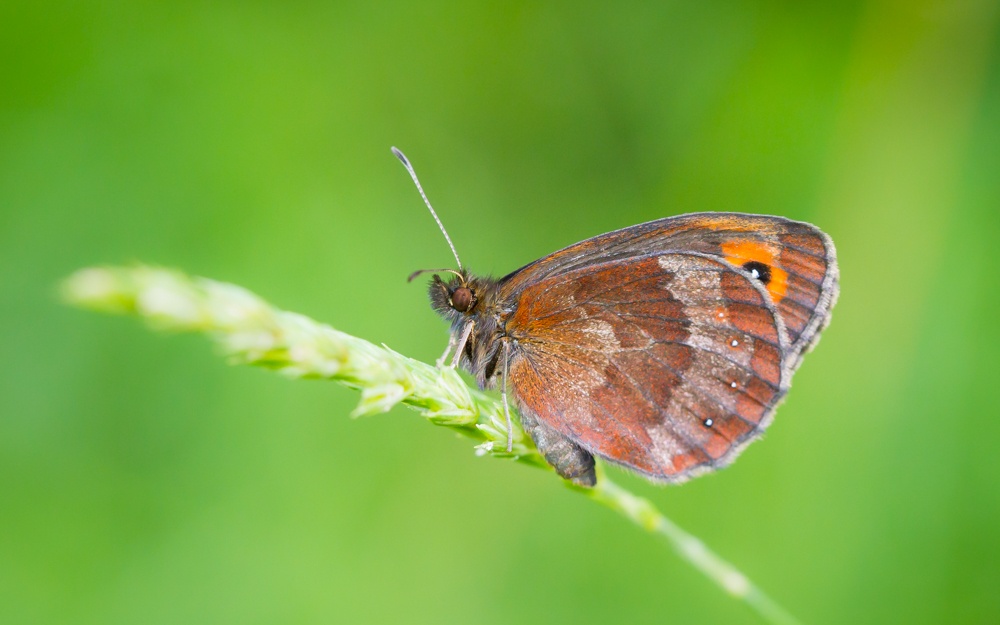 Erebia aethiops