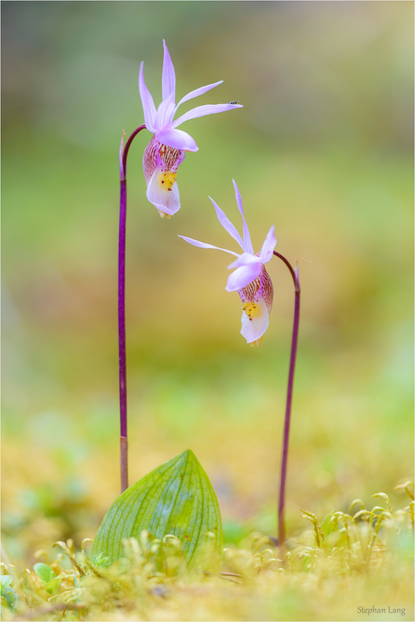 Calypso (Forum für Naturfotografen)