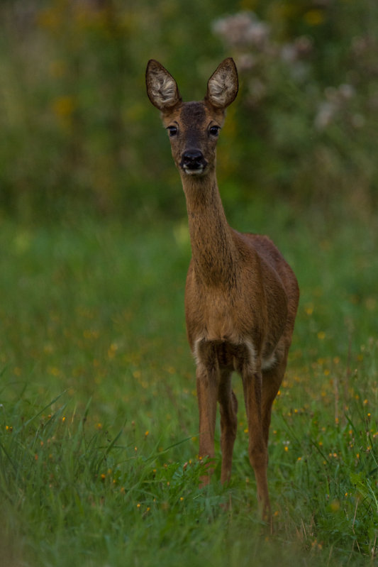 Aufmerksamer Blick