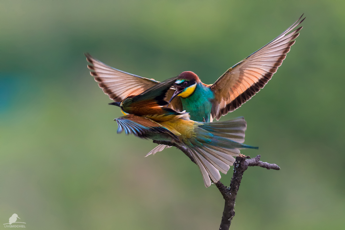 Bienenfresser (Merops apiaster) Bee Eater