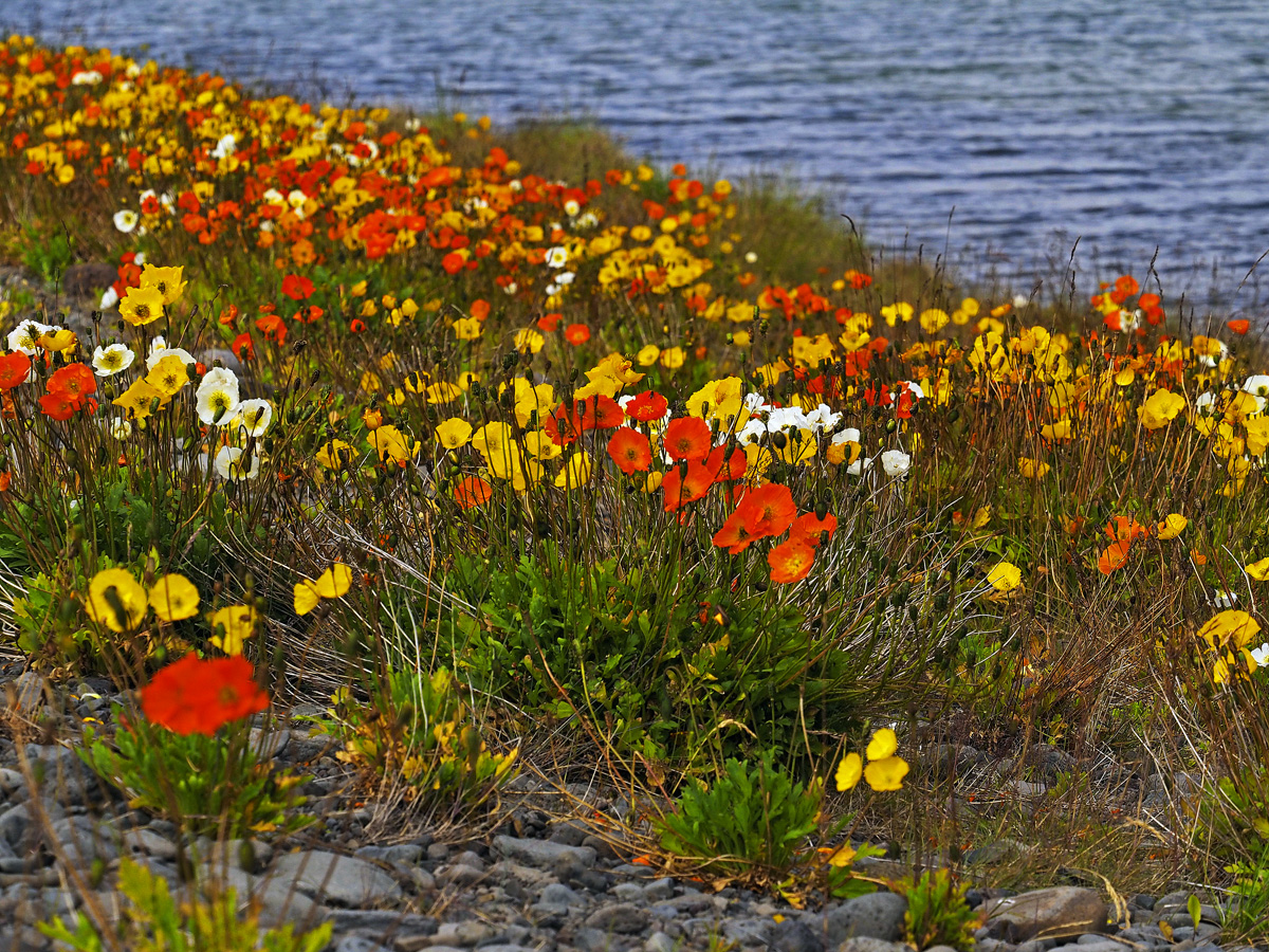 Islandmohn