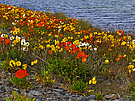 Islandmohn