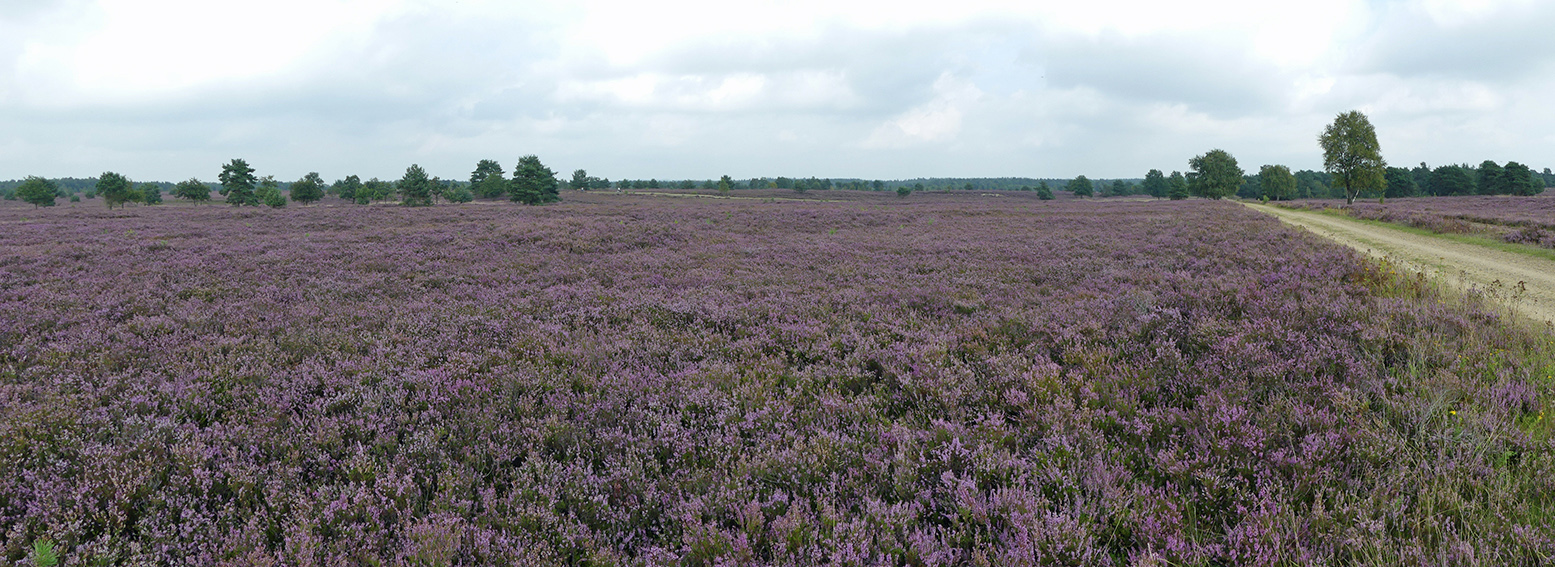 Blühende Heide soweit das Auge reicht.