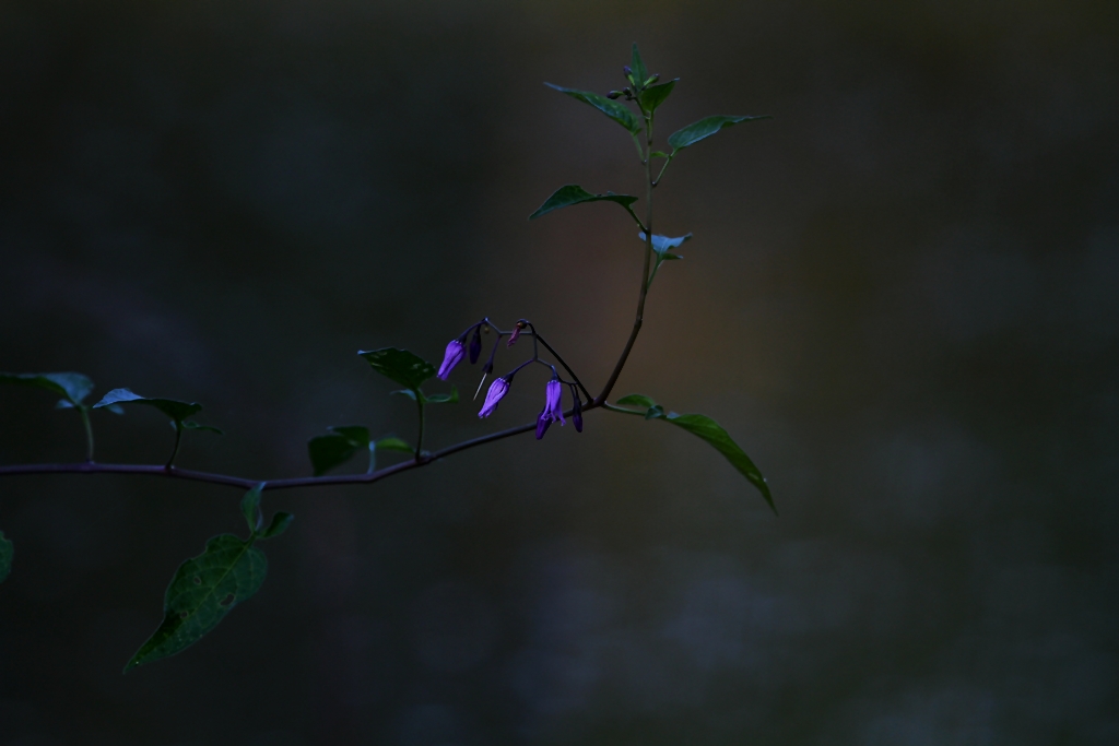 Nachtschatten