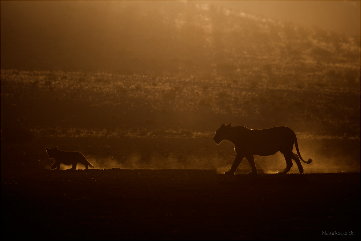 A Morning Walk